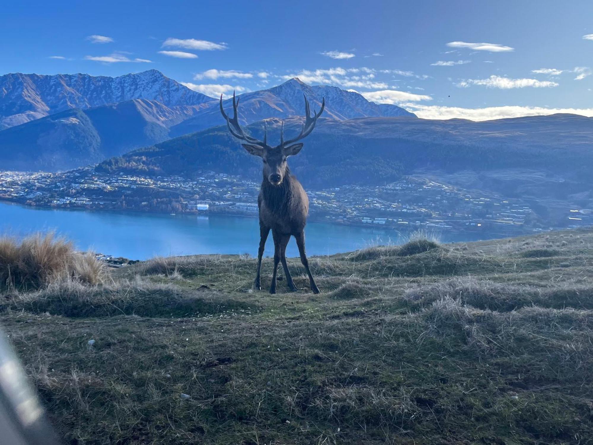 East Rock Daire Queenstown Dış mekan fotoğraf